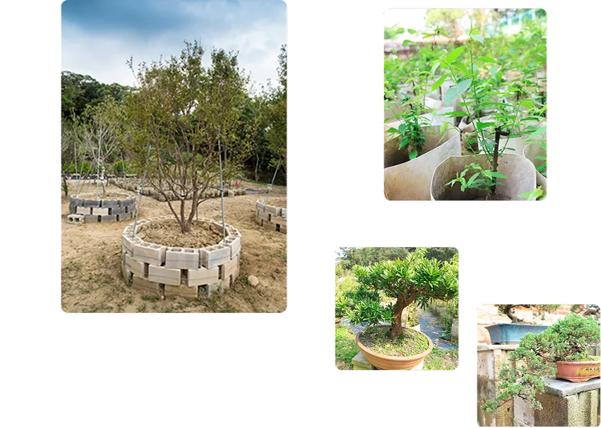 菖曜園藝各種植栽