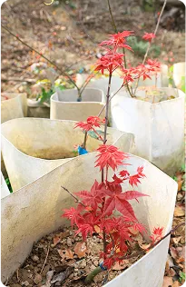 菖曜園藝公司專業團隊-樹苗移植