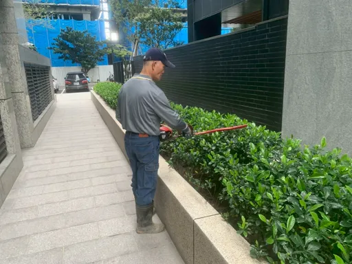 菖曜園藝綠籬修剪服務