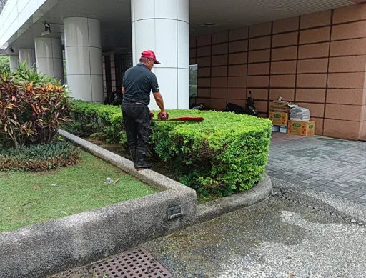 菖曜園藝綠籬修剪實例