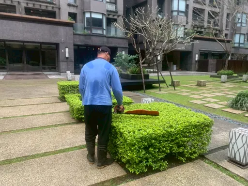 菖曜園藝矮灌木修剪服務