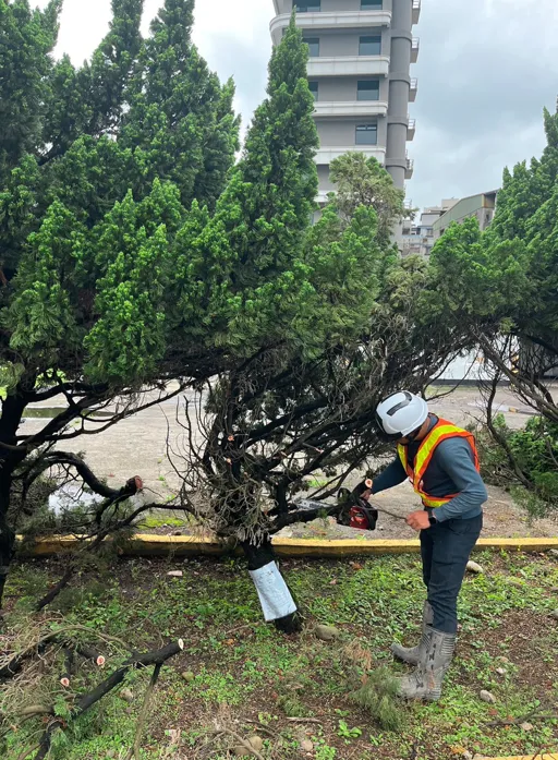 菖曜園藝喬木專業修剪服務