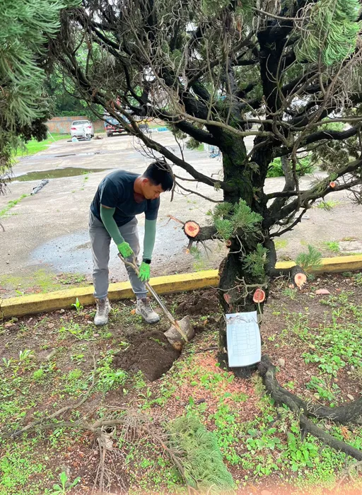 菖曜園藝樹木移植實例