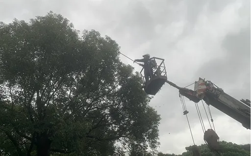 菖曜園藝高空作業（困難位置樹木修剪）專業服務