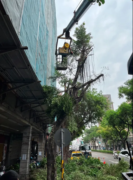 菖曜園藝季節性與颱風季前修剪專業服務