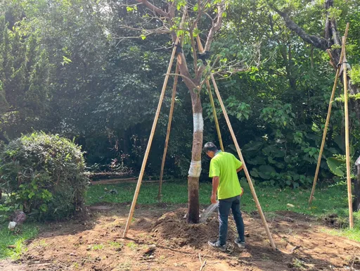 菖曜園藝樹木固定與支撐作業實例